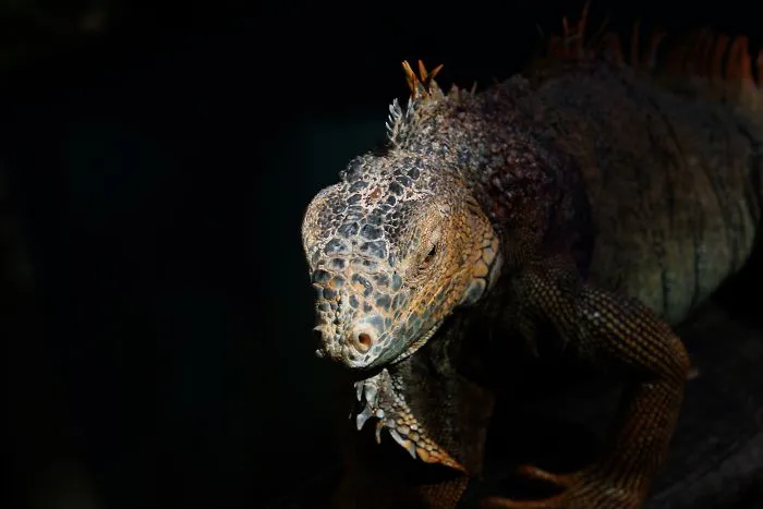 Green Iguana