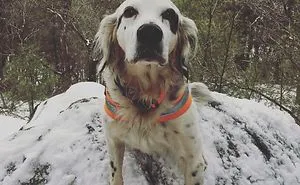 Brave Dog Battled With A Bear To Save His Family, But He Finally …