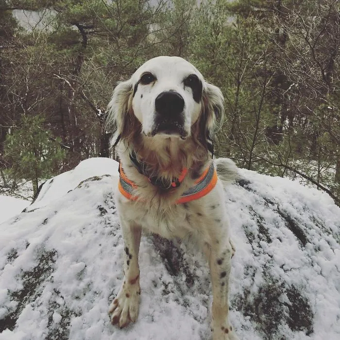 Brave Dog Battled With A Bear To Save His Family, But He Finally …