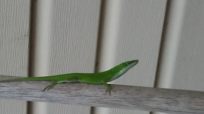 Friendly Lizard Helps
           Rake Leaves