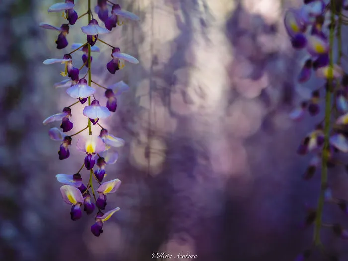Beautiful Japanese Wisteria