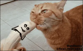 Meowtastic
