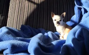 Dog Finds It Difficult To Sleep During Thunderstorms, But This Woman Knows A Sweet Solution