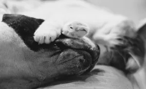 I Documented The 10 Year Friendship Of My American Staffie And Adopted Kitten And This Is What It Looks Like