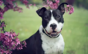 I Photographed Dogs In The Spring Blossoms