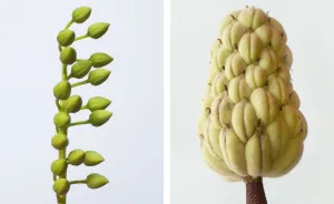 Discover The Color Of Plants And Make You Feel Better Every Day!