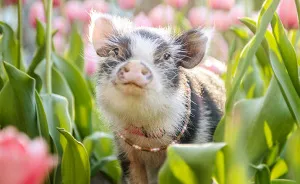 I Photographed A Pig In Pink Tulips