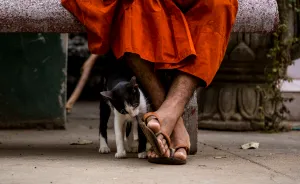I Travel To Cambodia To Take Pictures Of Cats And Dogs