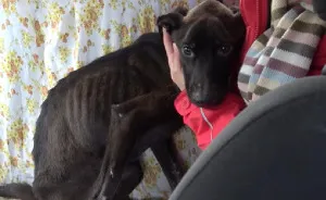 She Was Once The Saddest Dog In The World, But Her Transformation Is Amazing!