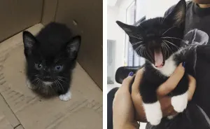 We Rescued This Feisty Dirty Kitty And He Grew Up To Be Such A Dapper Gentleman