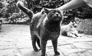 I Spent Years Trying To Photograph Moments Of "Catisfaction"