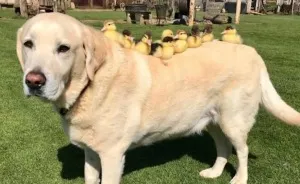Labrador Becomes Renowned After Fostering 9 Orphaned Ducklings