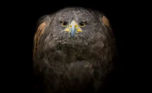 I Made Portraits Of Birds Of Prey: Eagles, Falcons And Owls
