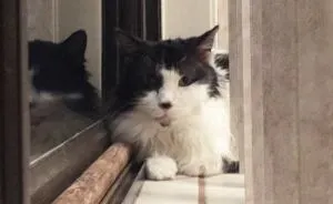 A Sick Cat Close To Death Was Given A Second Chance To Live