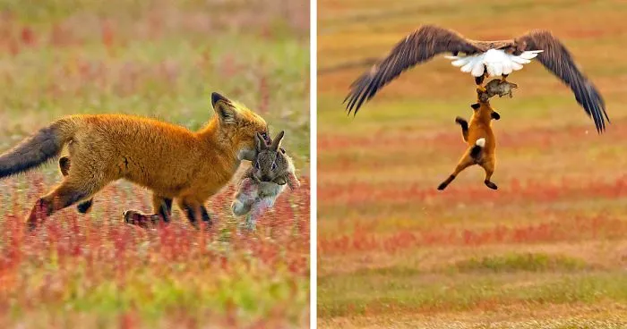 Photographer Shoots Epic Battle Between Fox And Eagle Over Rabbit, And It Gets More And More Epic With Each Photo