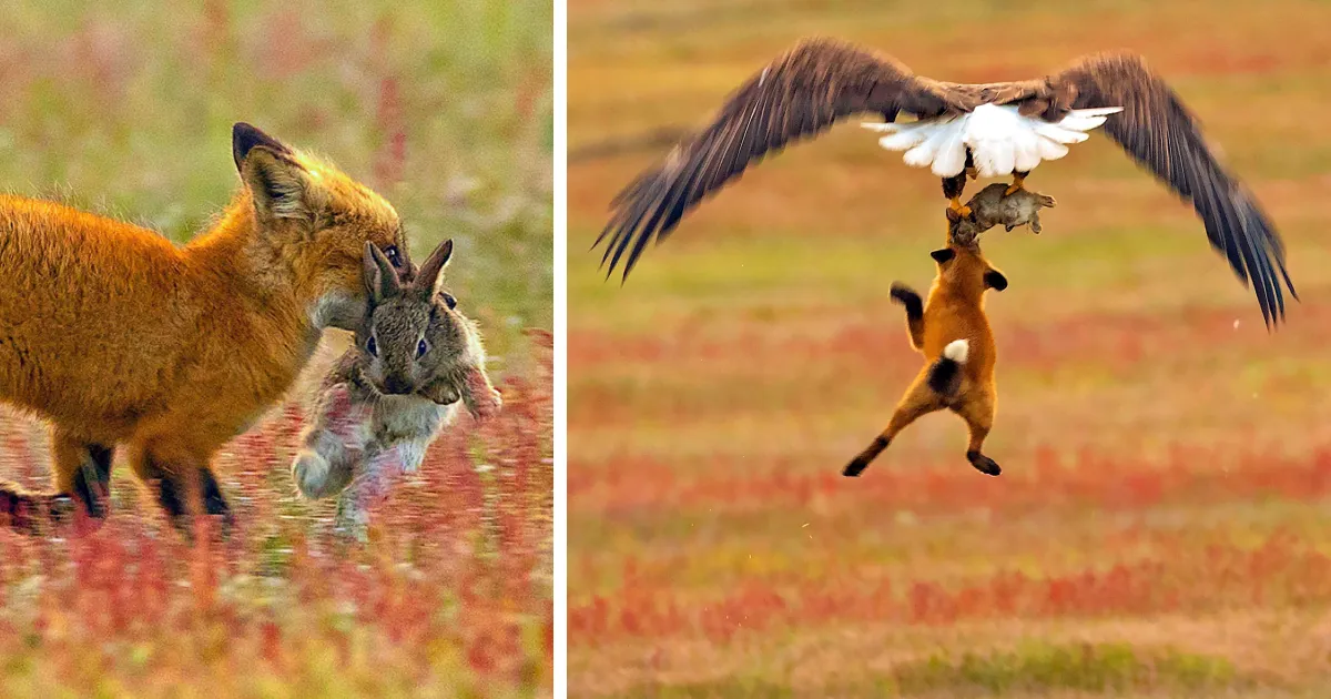 Este fotógrafo captó la increíble batalla entre un zorro y un águila por un conejo, y cada foto es más épica que la anterior