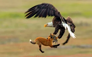 Photographer Shoots Epic Battle Between Fox And Eagle Over Rabbit, And It Gets More And More Epic With Each Photo