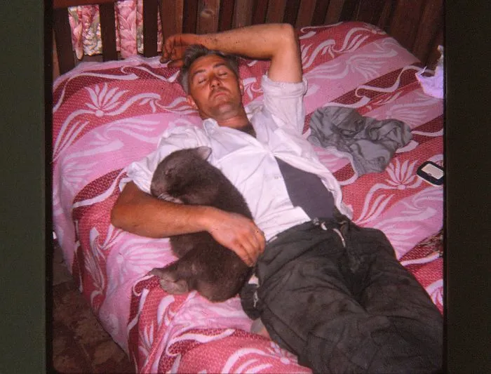 So My Parents Raised A Wombat. Here’s My Dad With Her. Her Name Was Maggsie. They Released Her Back Into The Wild When She Was Three