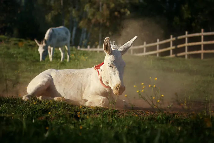 Dust Bath Are The Best