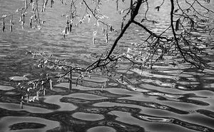 Plitvice Lakes In Black And White