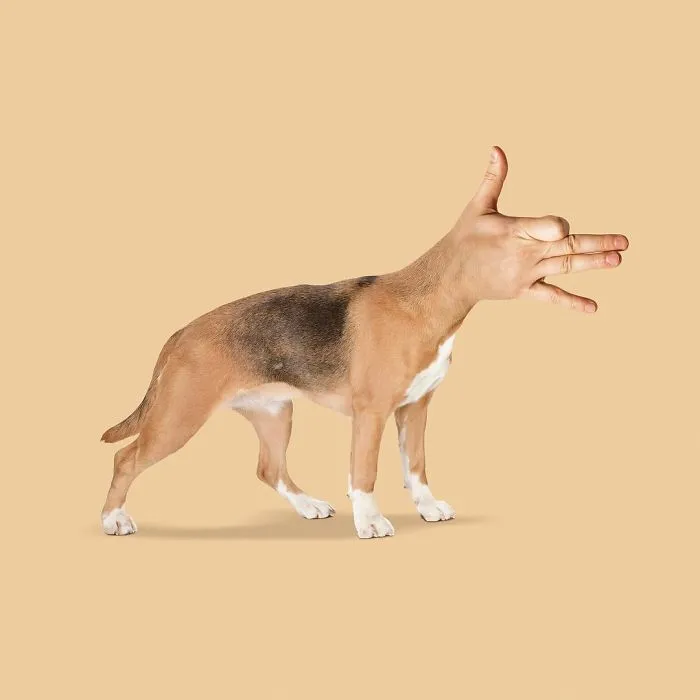 Artist Makes Incredible Manipulations That Will Surely Mess With Your Head