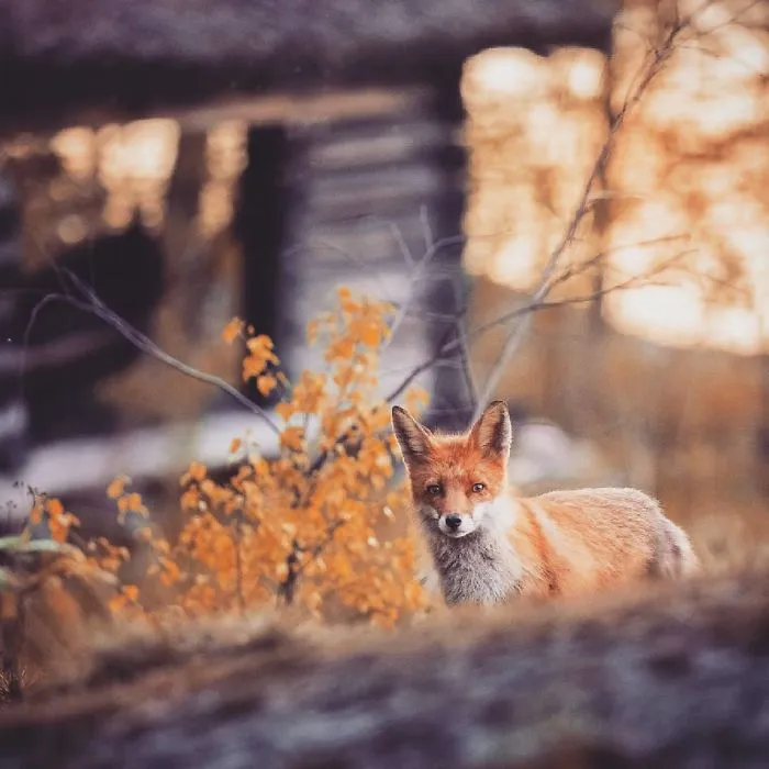 Finnish Guy's Photos Showing Foxes Like They Step Straight Out From Fairytale