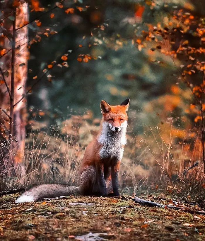 Finnish Guy's Photos Showing Foxes Like They Step Straight Out From Fairytale