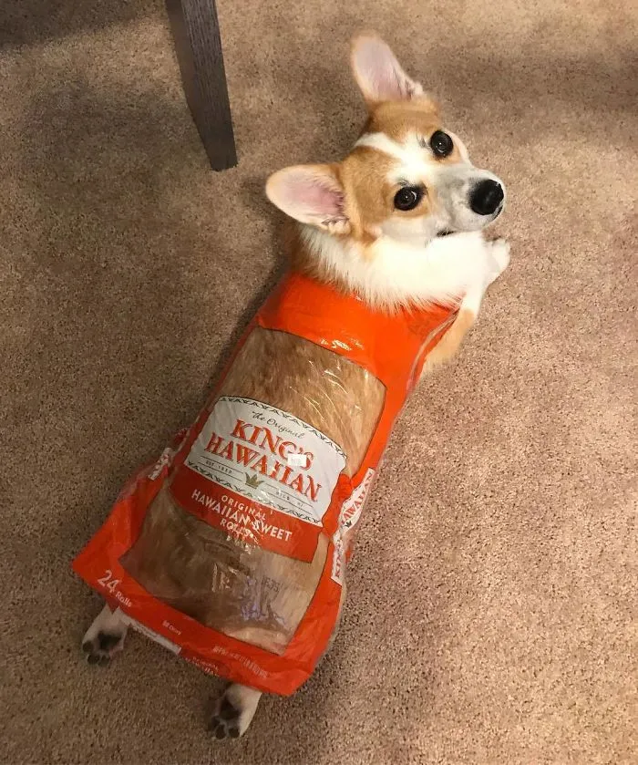 Loafy Loaf