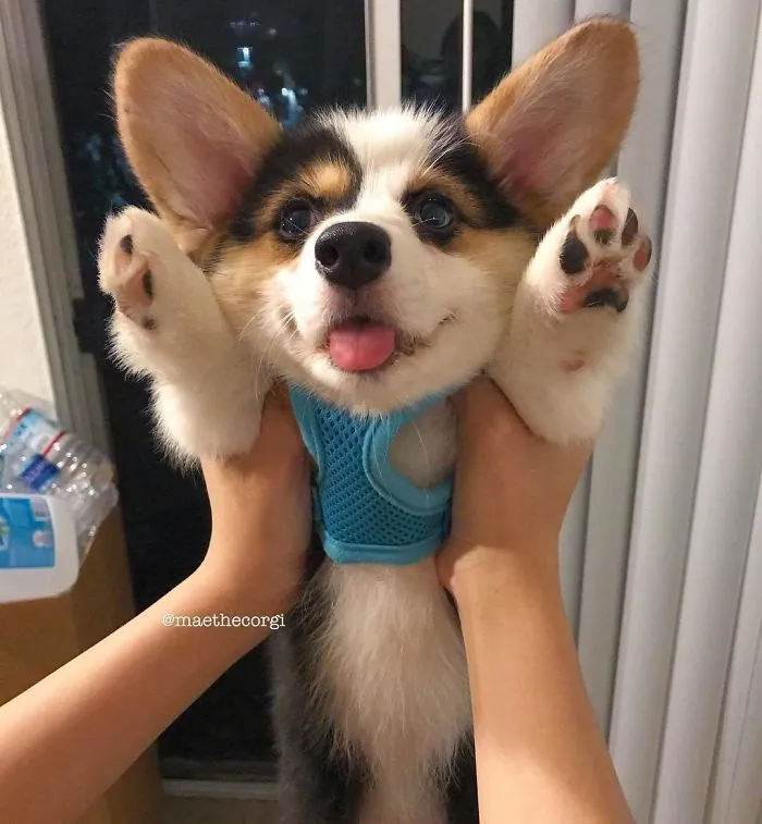 I'm Raising The Woof Woof