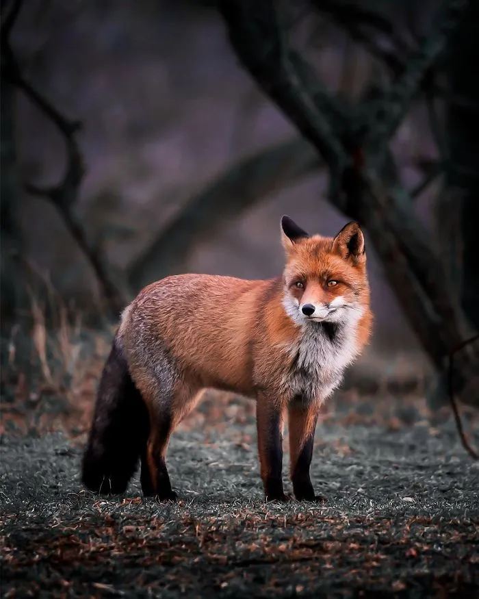 Finnish Guy's Photos Showing Foxes Like They Step Straight Out From Fairytale