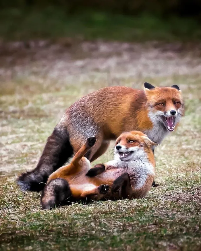 Finnish Guy's Photos Showing Foxes Like They Step Straight Out From Fairytale