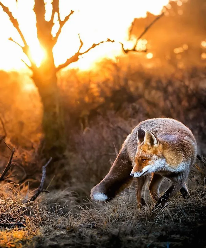 Finnish Guy's Photos Showing Foxes Like They Step Straight Out From Fairytale