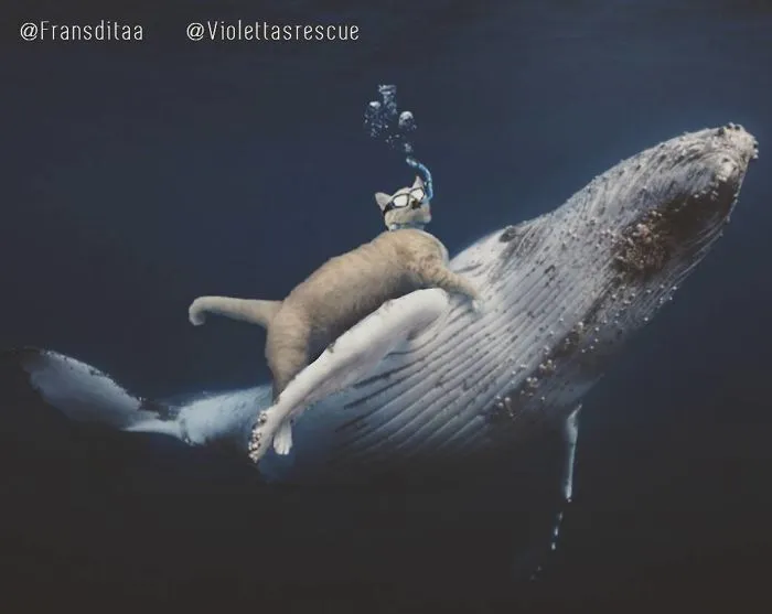 This Guy Photoshops Cats Into Giants And The Result Is Meow-nificent