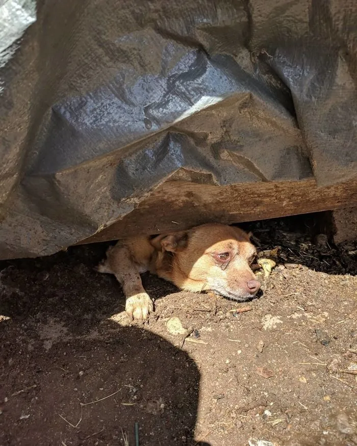 Got To Spend Some Quality Time This Morning Digging My Dog Out From Under The House. Roscoe Chased A Squirrel Underneath, And Got Stuck