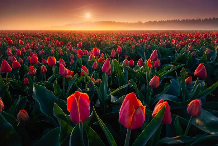 Red Tulips During That Misty Morning. Look Up Close To The Tulips In Front And You Can See The Dew Drops On Them. I Love Being Out Early To See The Flowers Like This