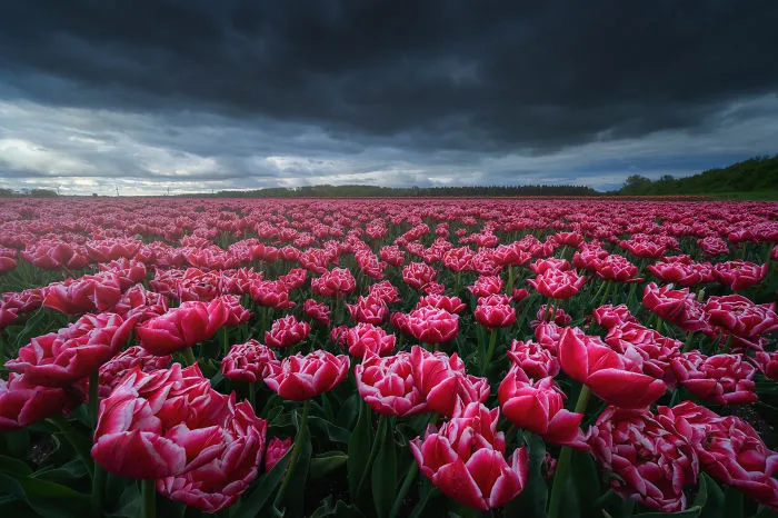 Getting Up Close With Bad Weather Again. I Shot This Super Wide At 12mm. These Shots Are Challenging As You Have To Focus Stack To Get Everything In Focus