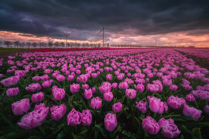 These Pink Tulips Were Very Short In Comparison With The Rest. There Are Lots Of Different Sizes