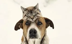Dog And Cat Become Best Companions, And Their Common Favorite Hobby Is …