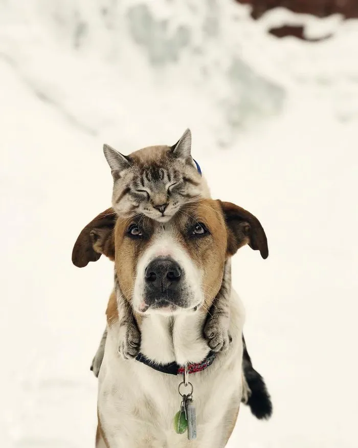 Dog And Cat Become Best Companions, And Their Common Favorite Hobby Is …