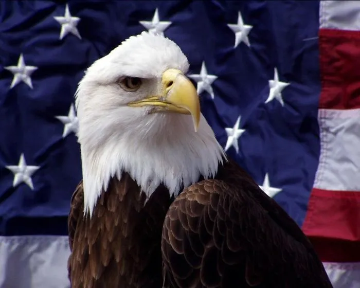Patriot
