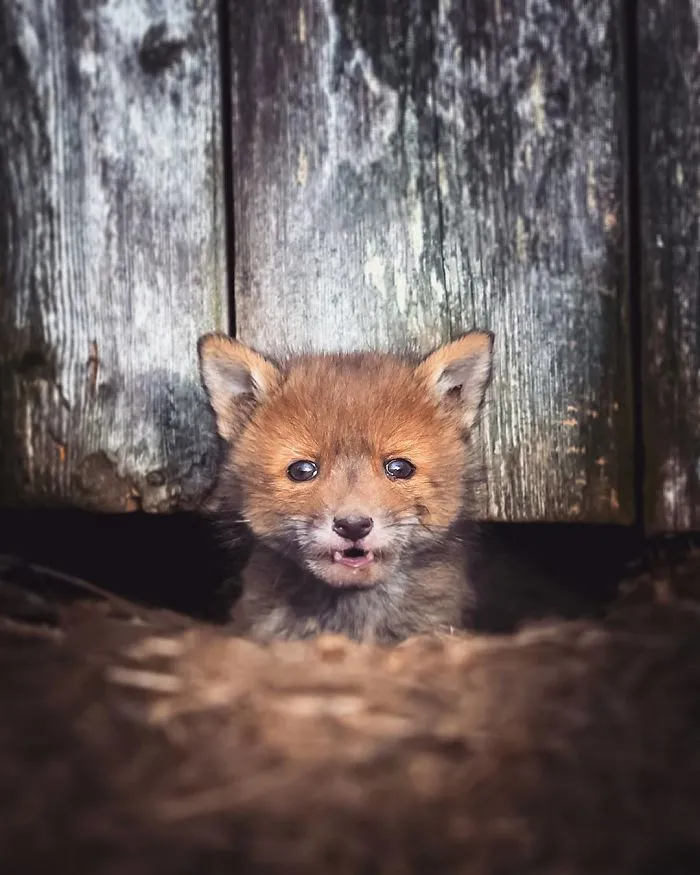 Finnish Guy's Photos Showing Foxes Like They Step Straight Out From Fairytale