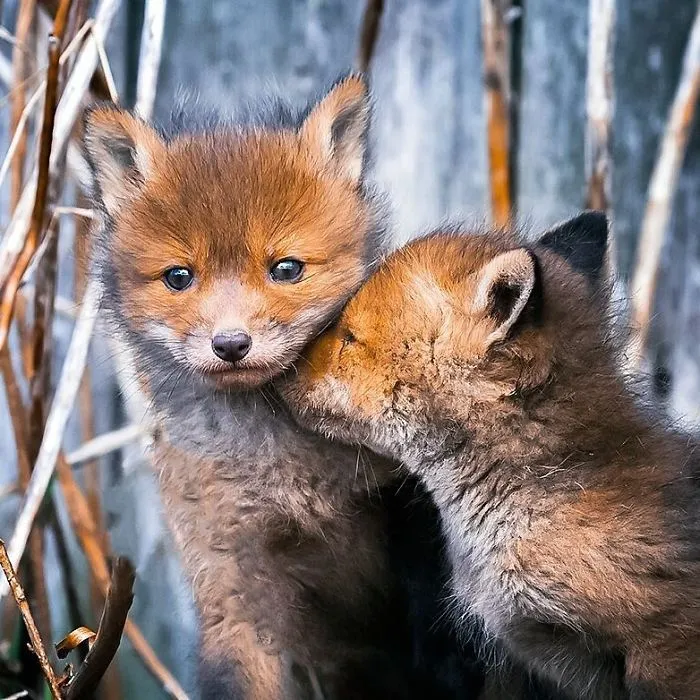 Finnish Guy's Photos Showing Foxes Like They Step Straight Out From Fairytale