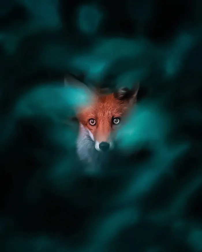 Finnish Guy's Photos Showing Foxes Like They Step Straight Out From Fairytale
