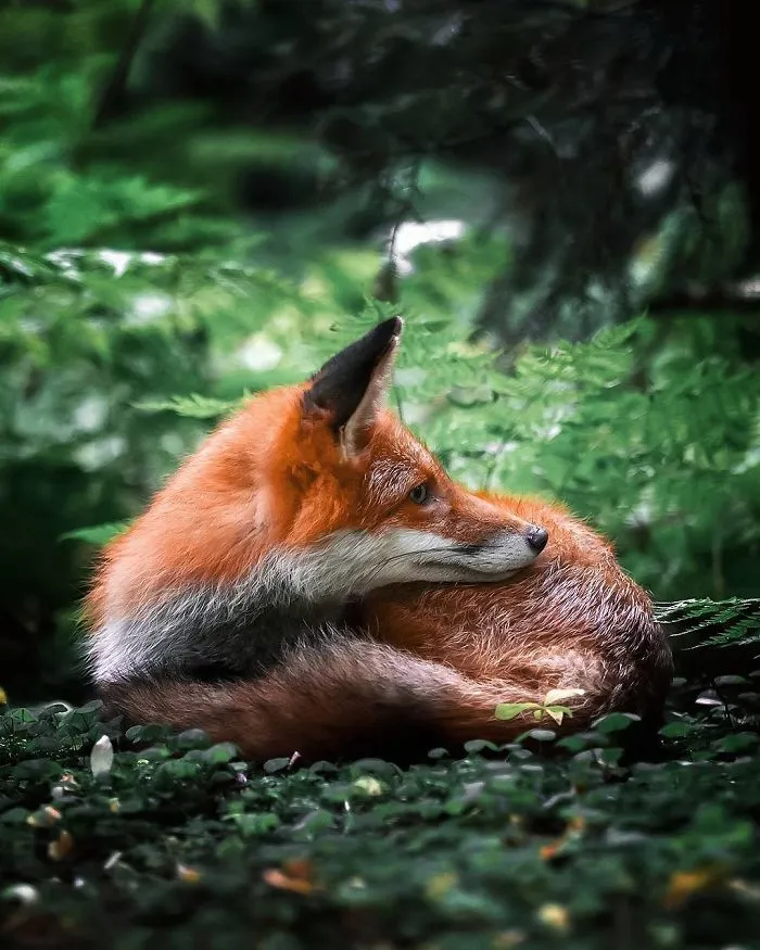 Finnish Guy's Photos Showing Foxes Like They Step Straight Out From Fairytale