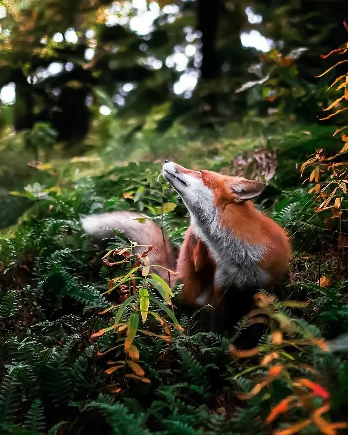 Finnish Guy's Photos Showing Foxes Like They Step Straight Out From Fairytale