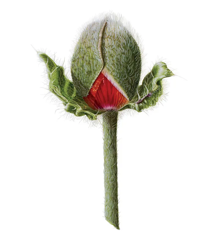 The Bud
