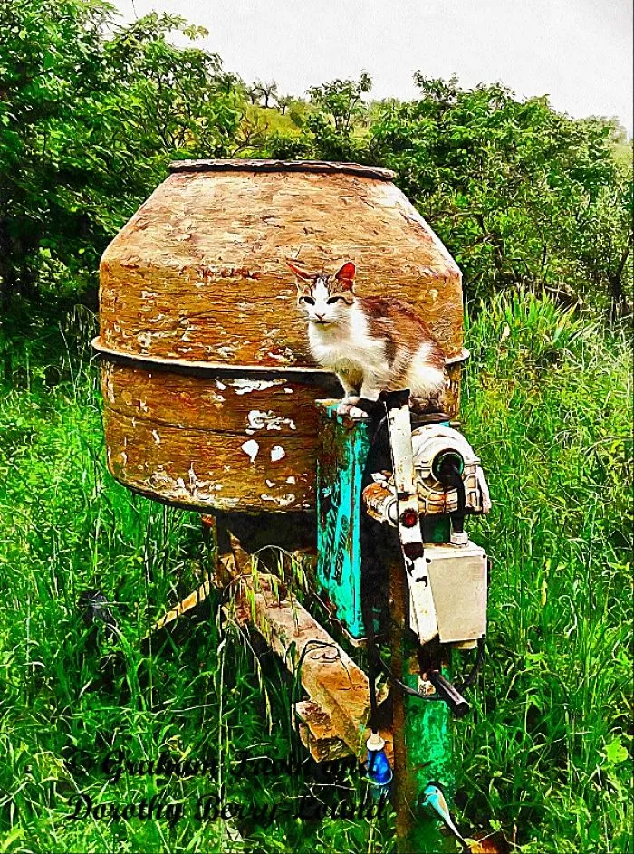 Feline Construction Apprentice Overcomes All Odds
