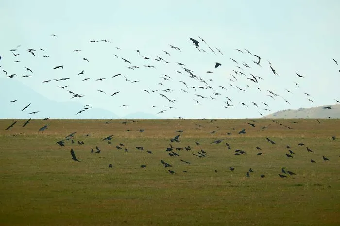 There Are Over 500 Species Of Birds In Kazakhstan, Some Of Them Are Endangered And Very Hard To Spot
