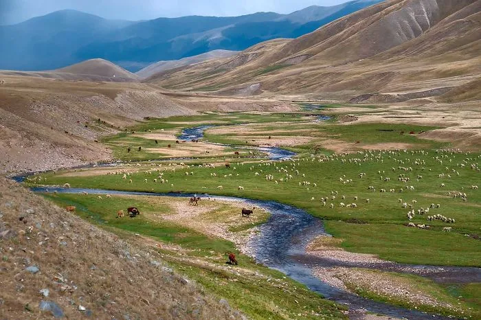 Keeping Nomadic Traditions Alive - Livestock On A Pasture