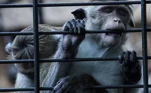 The Photography Session That Would Show You Why You Shouldn't Go To The Zoo Anymore